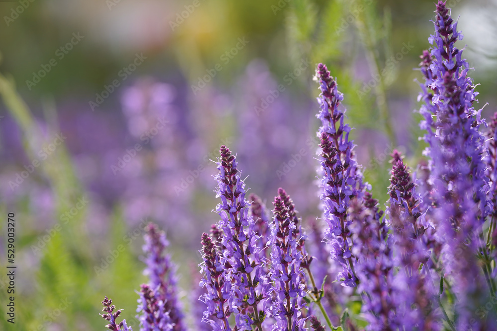 Catnip flowers field in summer. Catmint herbs at sunrise. Catnip flowers field in summer. Catmint herbs at sunrise.
