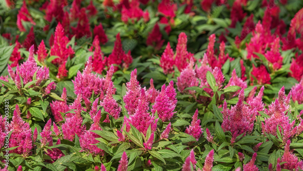 Celosia argentea plumosa, the plumed cockscomb or silver cock's comb. Summer flowers for gardens, parks, balconies Celosia argentea plumosa, the plumed cockscomb or silver cock's comb. Summer flowers for gardens, parks, balconies