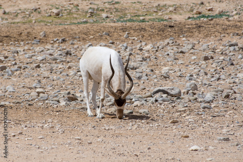 A critically endangered Addax (Addax nasomaculatus) also known as the screwhorn or white antelope stops to scratch its head in the desert sand has been reintroduced in some parts of Africa. photo