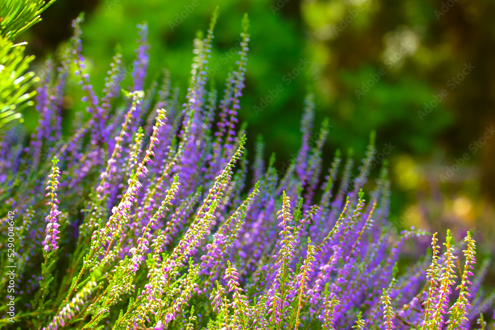 Obraz premium Beautiful blooming purple heather in wood, forest, meadow at sunny day. Small lilac flowers on long stems in botanical garden. Flowering, gardening, floriculture. Calluna vulgaris on green background.