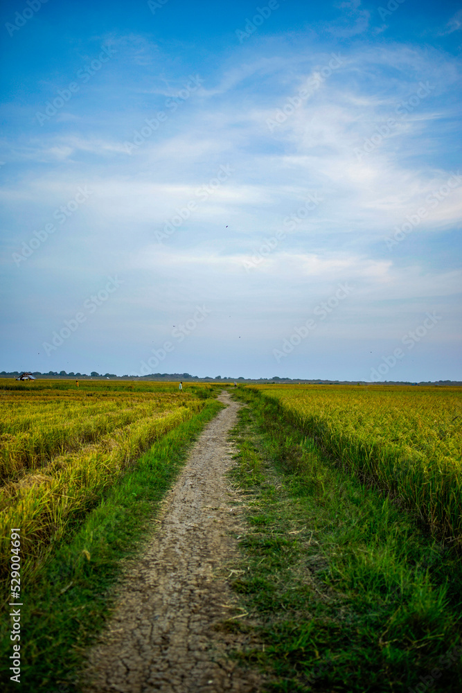 footpath in the middle of rice fields with blue sky footpath in the middle of rice fields with blue sky
