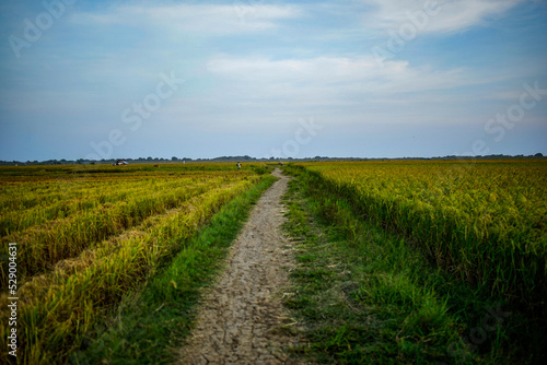 a path in the middle of rice fields with yellowed rice