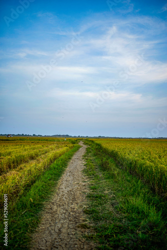 footpath in the middle of rice fields with blue sky