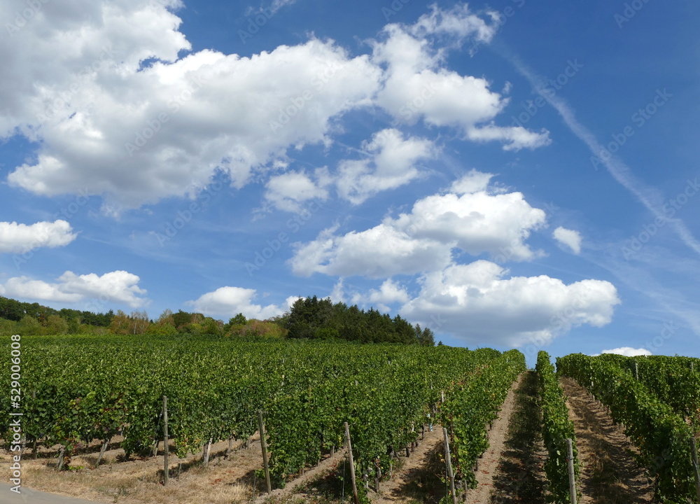 Obraz premium Weinberg am Maare-Mosel Radweg vor weiß-blauem Himmel
