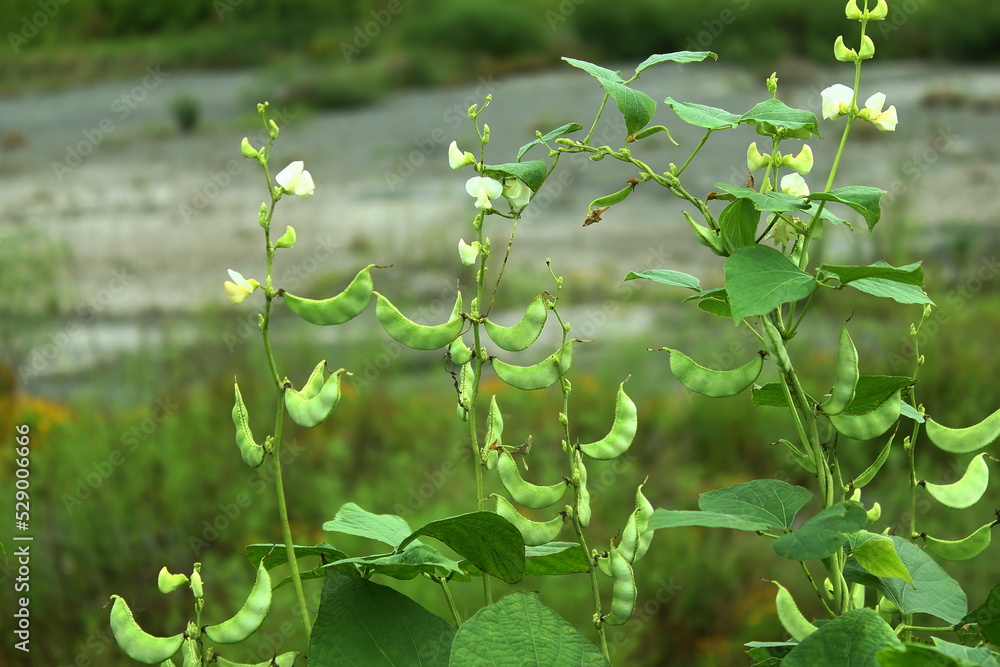 garden fresh indian vegetable valor beans or hyacinth beans on vine