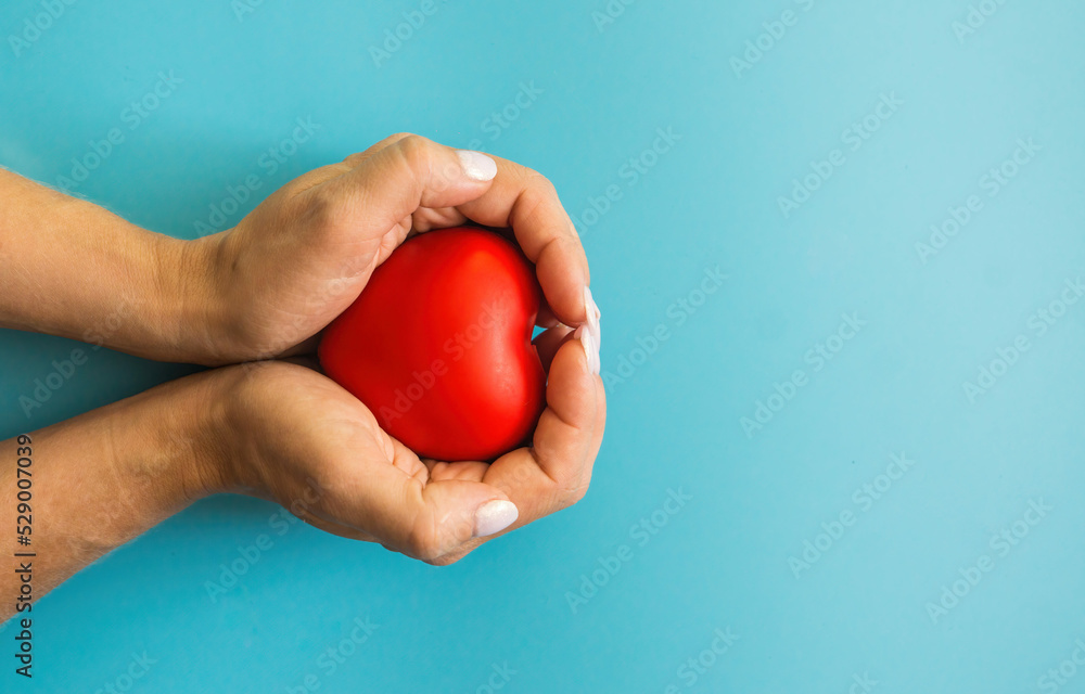 in female hands a red heart on a blue background, copyspace on the right. Women's heart health. Maternal love and care concept. Mother's good heart