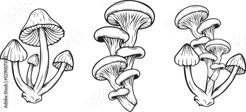 Mushrooms Poisonous Vector illustration drawn by hand, the family of inedible mushrooms Dangerous mushrooms, toadstool, fly agaric, white toadstool, family of mushrooms isolated on a white background