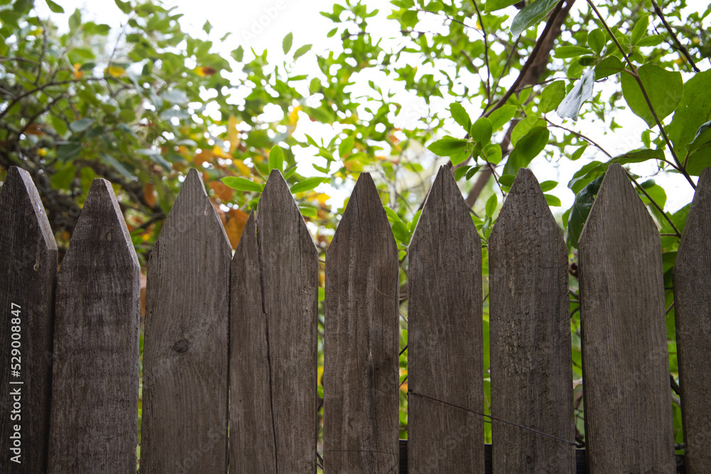 wooden fence at the house in the meadow, you can see leaves from the trees behind the fence. wooden fence at the house in the meadow, you can see leaves from the trees behind the fence.