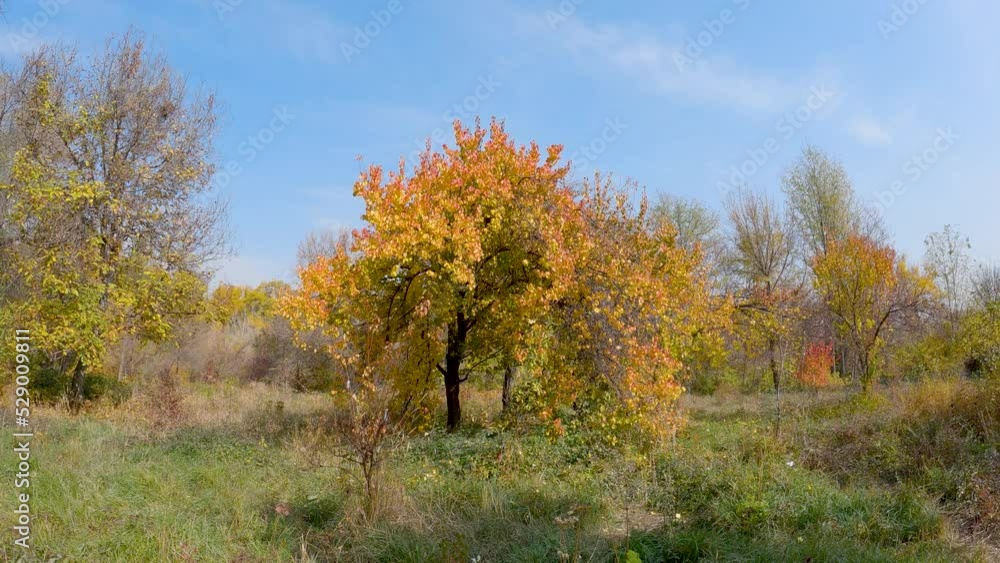 Trees with green yellow leaves in the garden, autumn season Trees with green yellow leaves in the garden, autumn season