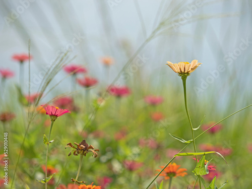 Zinnias in a tropical meadow