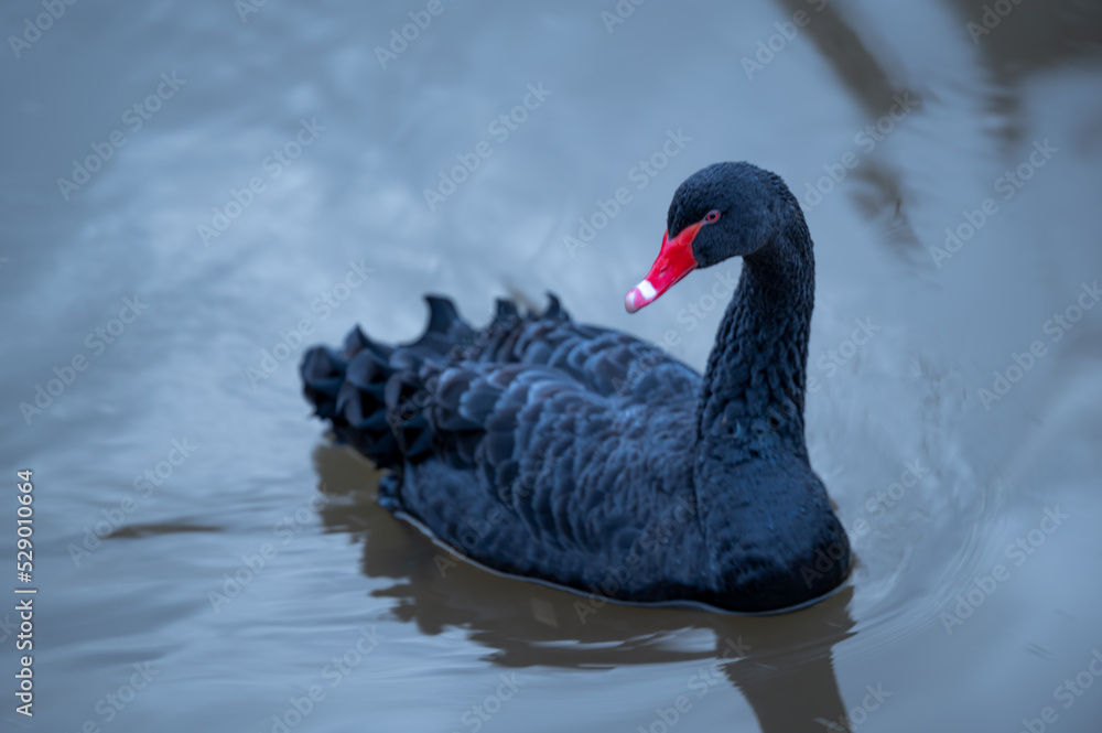 Naklejka premium Black swan in a river