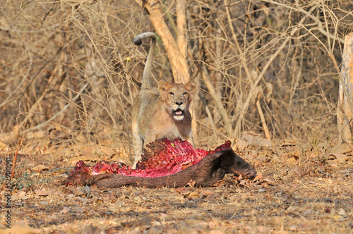 Lion with kill in Gir National Park, India photo