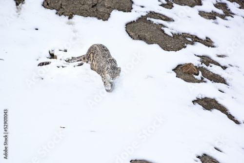 Snow leopard looking at camera in the snow at Hemis National Park, India