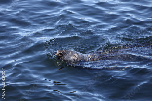Gray Seal in Saguenay St Lawrence Marine Park, Quebec