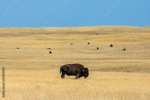Buffalo grazes with bison herd on Great Plains grassland of South Dakota