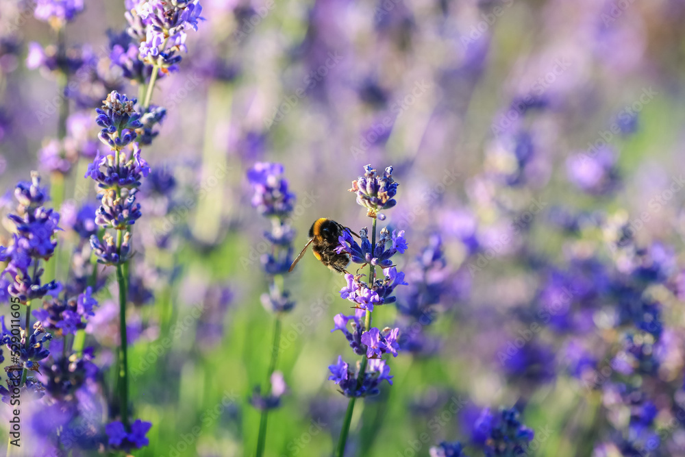 Blooming plant Lavender with honeybee Blooming plant Lavender with honeybee