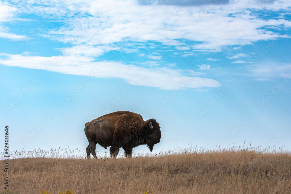 Buffalo Stands on Native Prairie Grasslands
