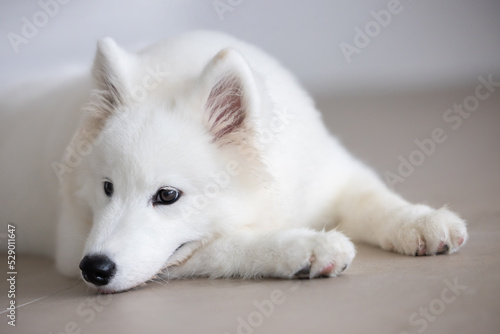 Samoyed Puppy Laying on the Floor
