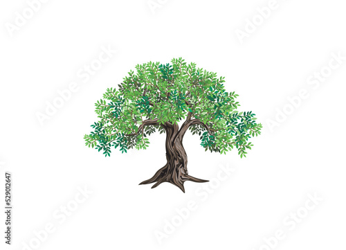 olive tree illustration hand drawing, good for logo and print