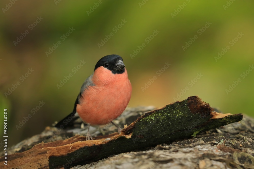 Stock Fotografie ID: 2004800069
Pyrrhula pyrrhula. Beautiful portrait of a bullfinch male in the nature habitat. Wildlife scene with a red song bird. Stock Fotografie ID: 2004800069
Pyrrhula pyrrhula. Beautiful portrait of a bullfinch male in the nature habitat. Wildlife scene with a red song bird.