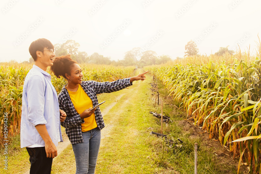 Couple asian worker and an African American woman a corn farmer standing holding laptop looking at the corn proudly at the corn farm's agricultural achievements : Couple's corn farm happiness concept.