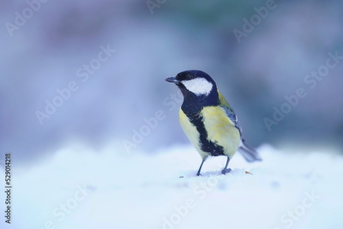 Winter scene with a great tit. Titmouse in the nature habitat. Parus major. Portrait of a tit.