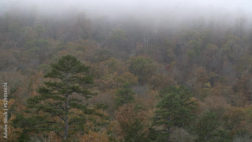 Misty foggy fog covered wilderness forest deep int he Ozark mountains of Arkansas during fall Misty foggy fog covered wilderness forest deep int he Ozark mountains of Arkansas during fall