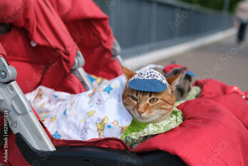 Cat in a stroller on a trip dressed in clothes © yarohork