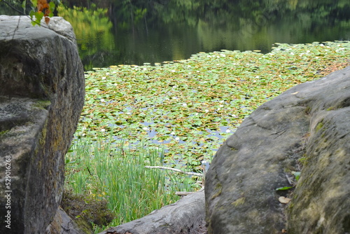 Lake covered with blossoming lilies in England.