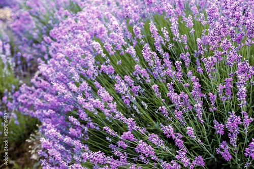 Lavender flower background with beautiful purple colors. Blooming lavender in a field