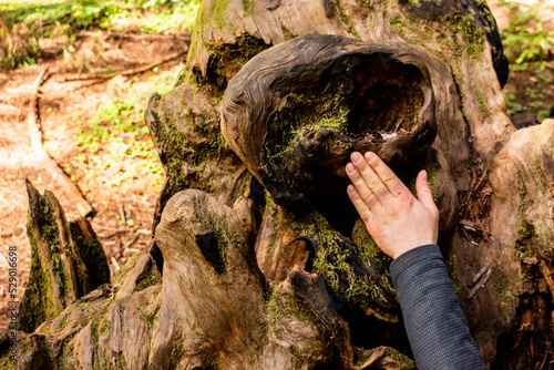 Hand on Tree