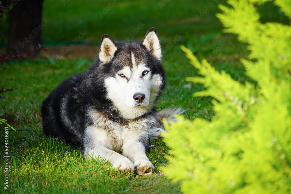 Beautiful husky dog ​​on the green grass.