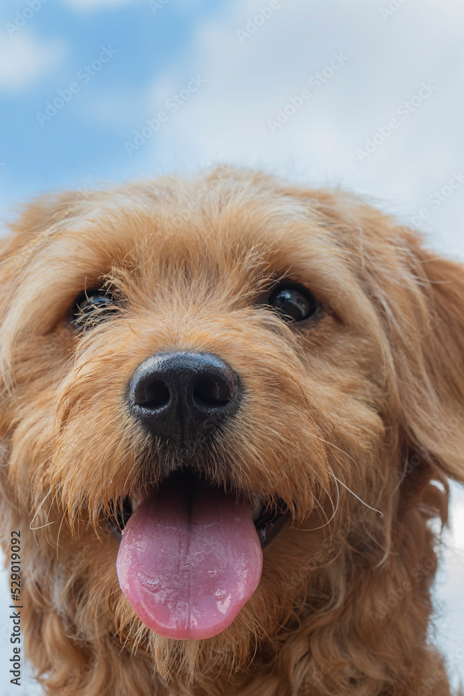 Close up of the face of a golden retriever poodle mix puppy Close up of the face of a golden retriever poodle mix puppy