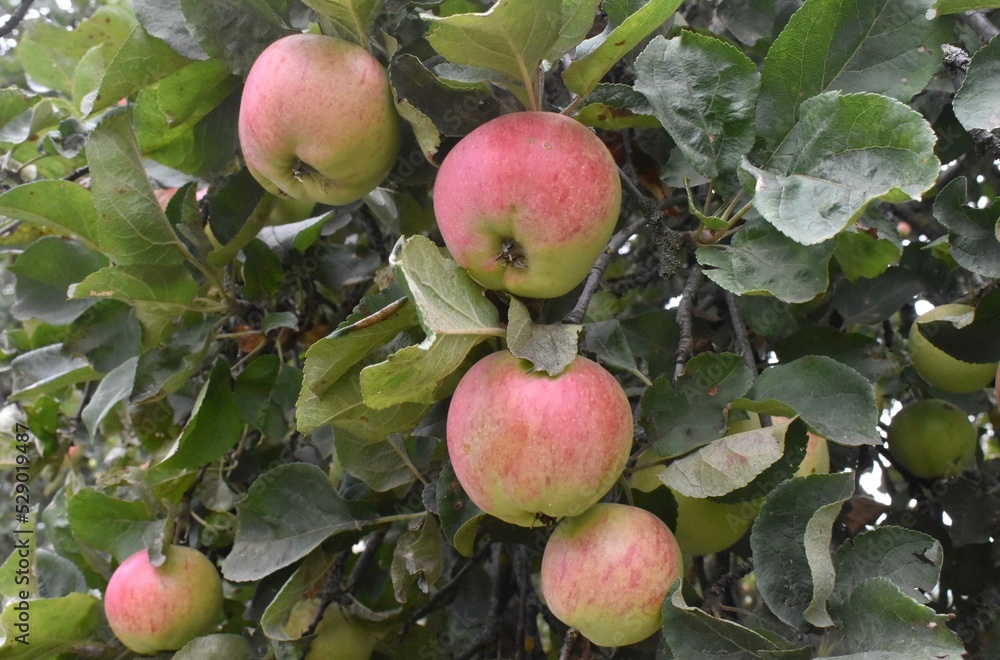Obraz premium apples on tree
