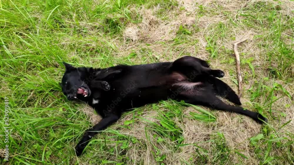 Black cur dog wallows on a grass and swings at hot summer day. Happy adult dog sways on ground. Pretty dog has fun in nature swinging on the grass in park and looking at the camera Black cur dog wallows on a grass and swings at hot summer day. Happy adult dog sways on ground. Pretty dog has fun in nature swinging on the grass in park and looking at the camera