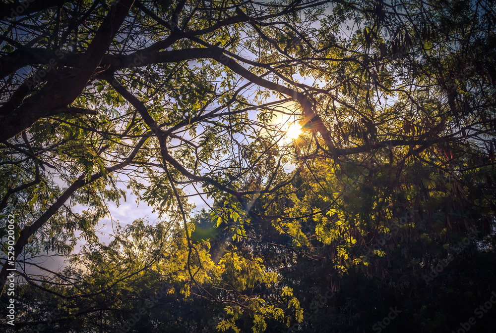 Obraz premium sun through the forest 