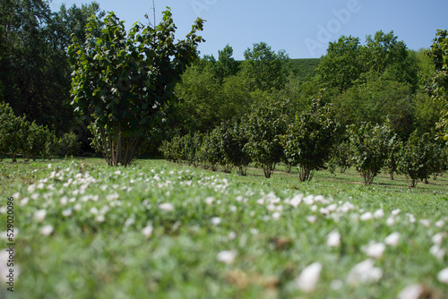 Italian hazelnut grove with sunlit trees and small wildflowers in the foreground