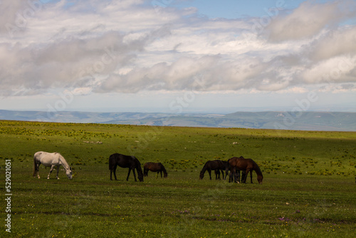 A herd of horses grazing on a wide green meadow and a beautiful cloudy sky on a sunny summer day in Karachay-Cherkessia in Russia