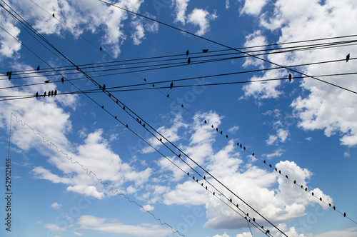 Black birds on electric wires, against the background of the sky with clouds