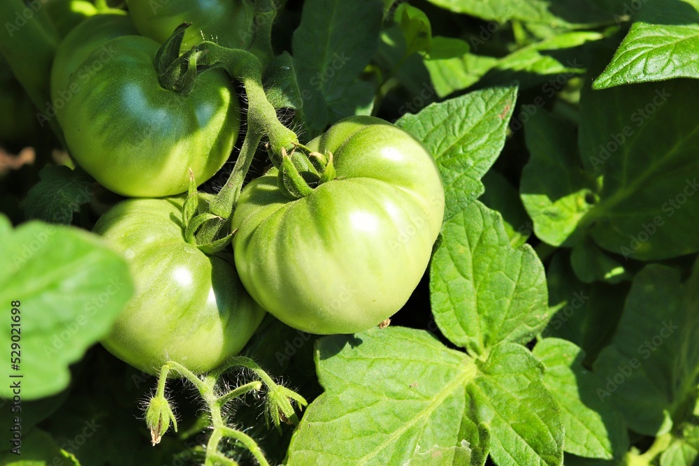 Fototapeta premium Unripe green tomatoes on a bush branch