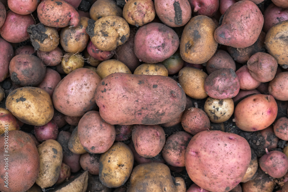 Different varieties of fresh organic potatoes Different varieties of fresh organic potatoes