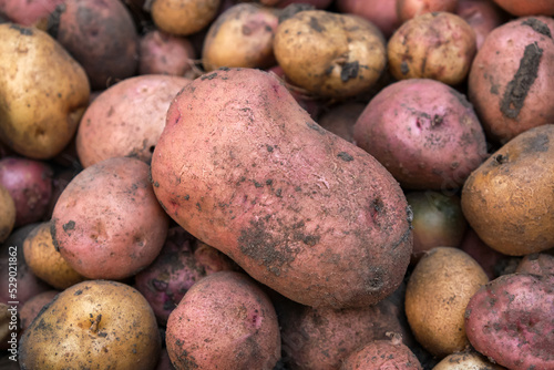 Close-up of different varieties of fresh organic potatoes