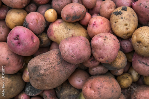 Different varieties of fresh organic potatoes in the field