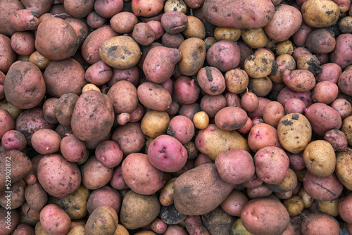 Different varieties of fresh potatoes in the field. Background from the harvested crop