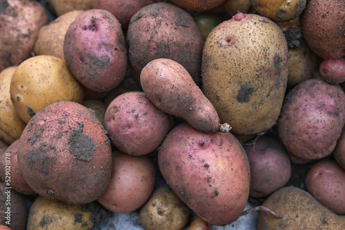 Fresh organic potatoes in the field, close-up