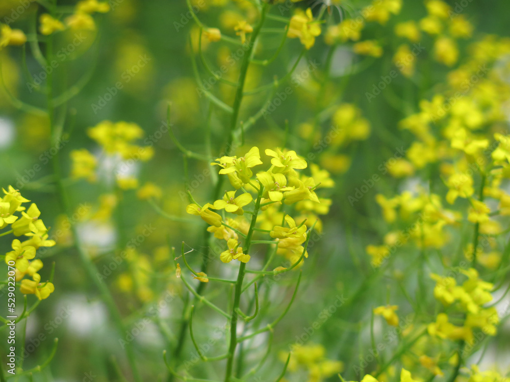 yellow rapeseed (Brassica napus L, surepka) blooms in summer yellow rapeseed (Brassica napus L, surepka) blooms in summer