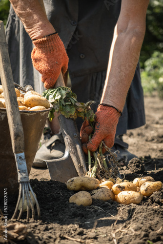 Senior woman digging potatoes with a shovel at the farm.  Baby potatoes with potato tops in the soil. Harvesting potato on a farm © alexanderon