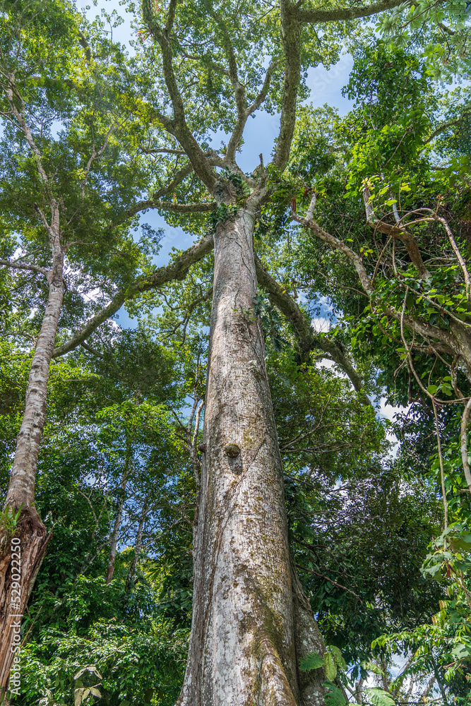 Fototapeta premium A giant tree in the Amazon rainforest
