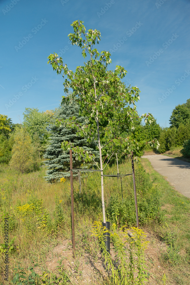 Obraz premium Young maple is planted with two supports