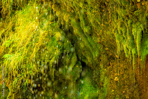 Green moss wall in Iceland with dripping water droplets. Beautiful tropical background at the waterfall. Moss texture with blurred background.